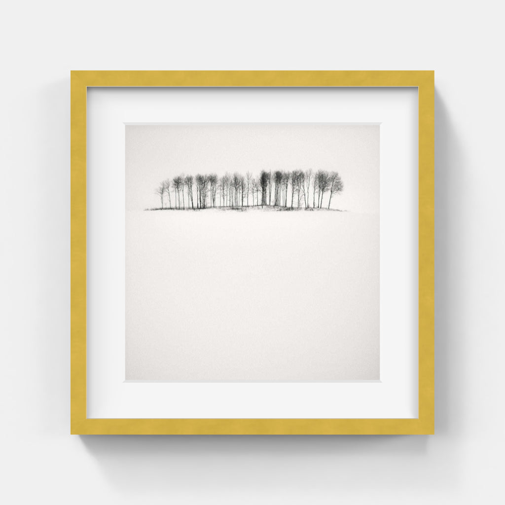 Frang Dushaj - Winter Tales Birches in Snow B33xH33