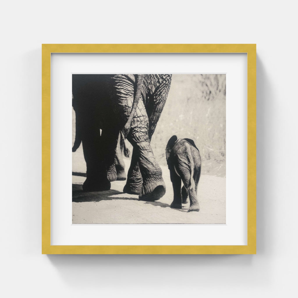 Sem Larsen - Savanna V