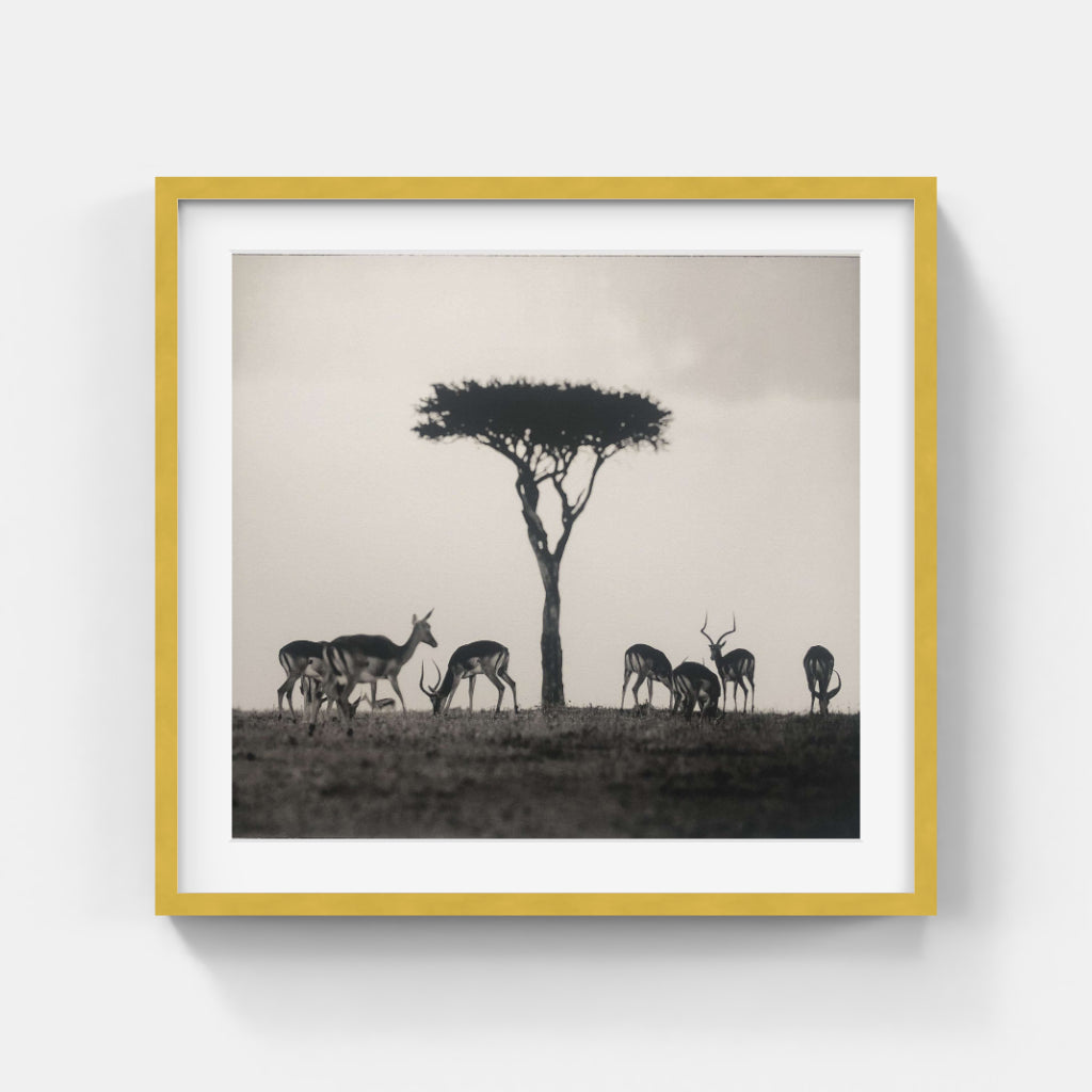 Sem Larsen-Savanna I