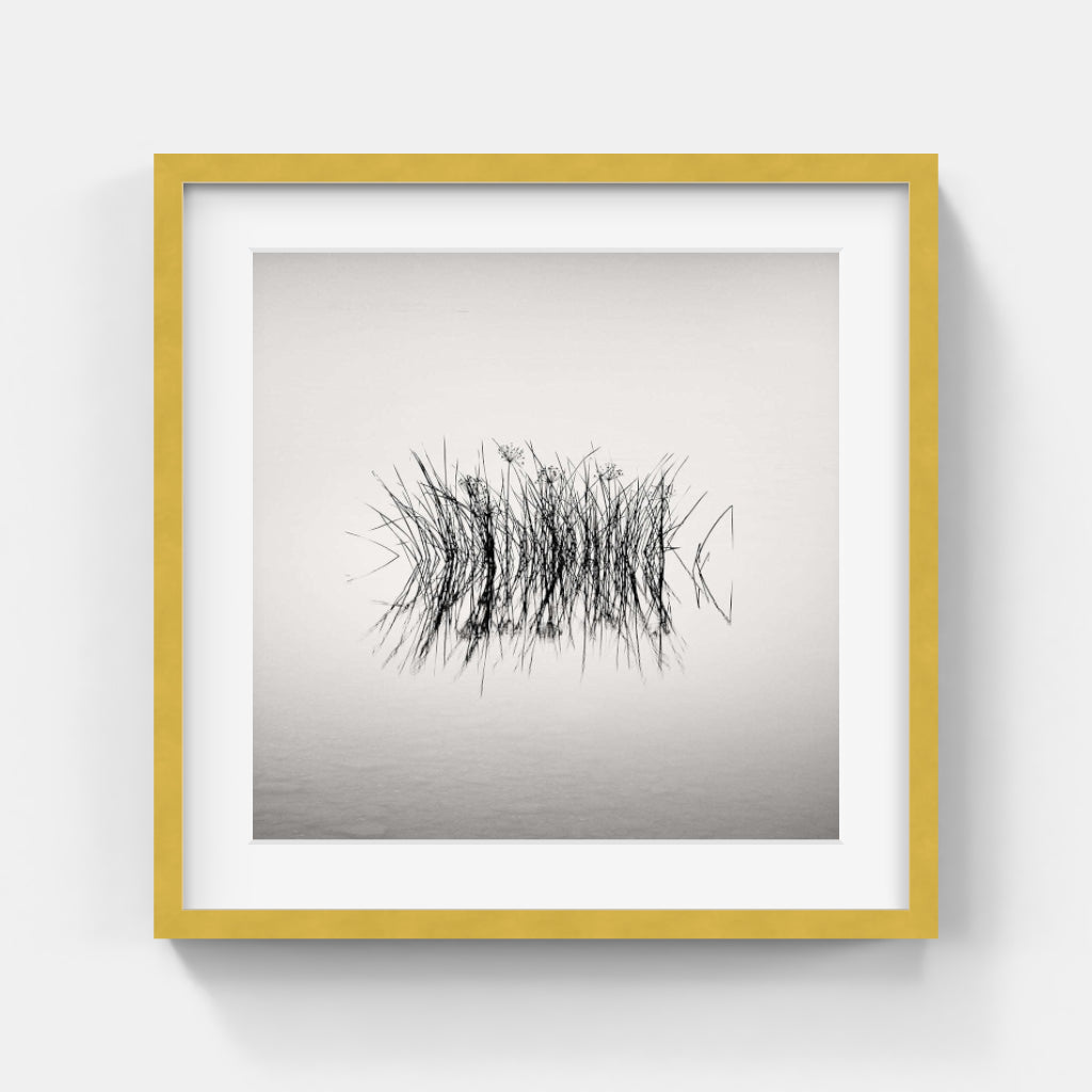 Frang Dushaj - Oneiric Lake Reeds B42xH42