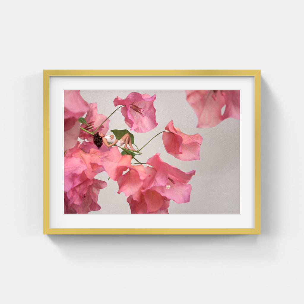 Sonja Hesslow - Bougainvillea