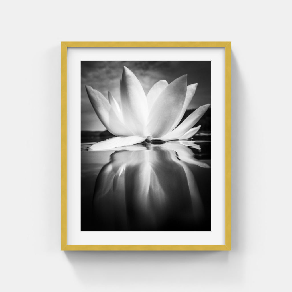 Helena Nilsson Öman - The Water Lily