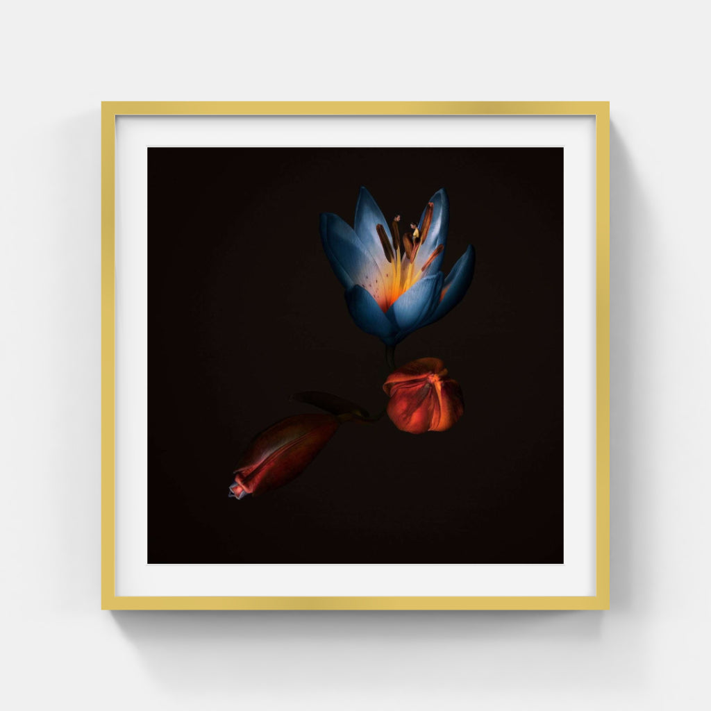 Sonja Hesslow - Equilibrium