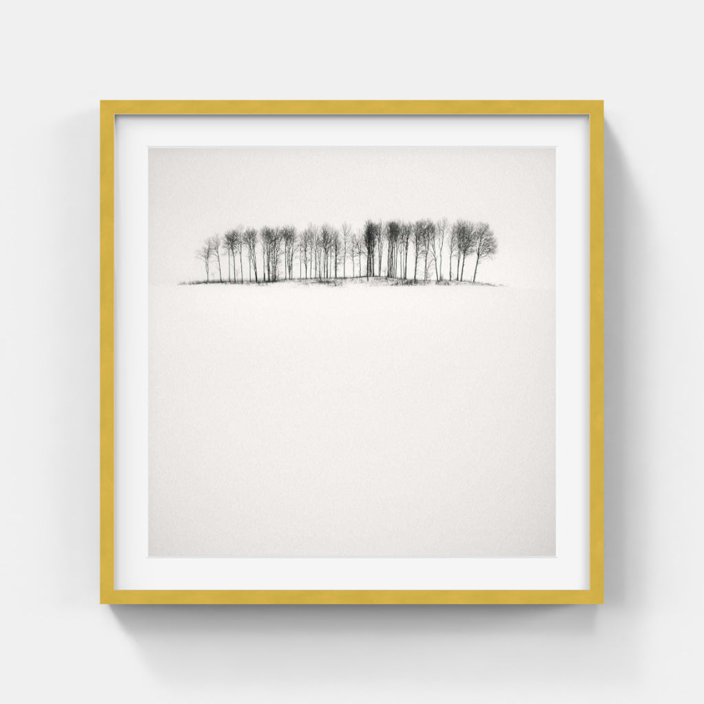 Frang Dushaj - Winter Tales Birches in Snow B60XH60