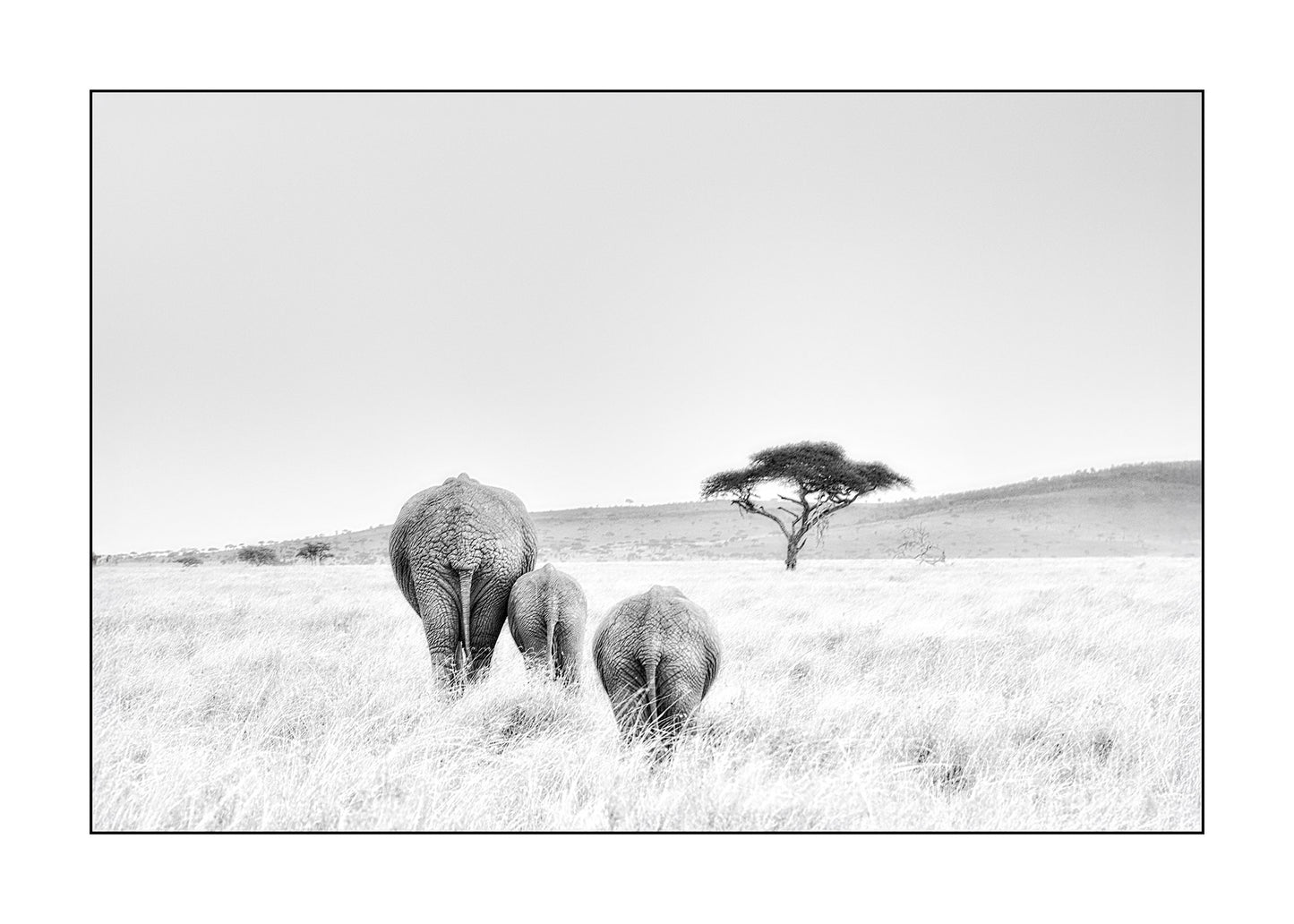 Catarina Kent - Bakifrån