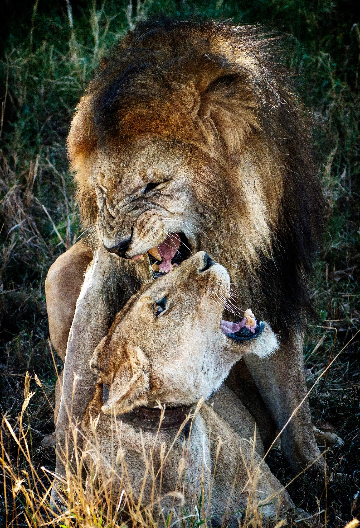 Catarina Kent - Lovers