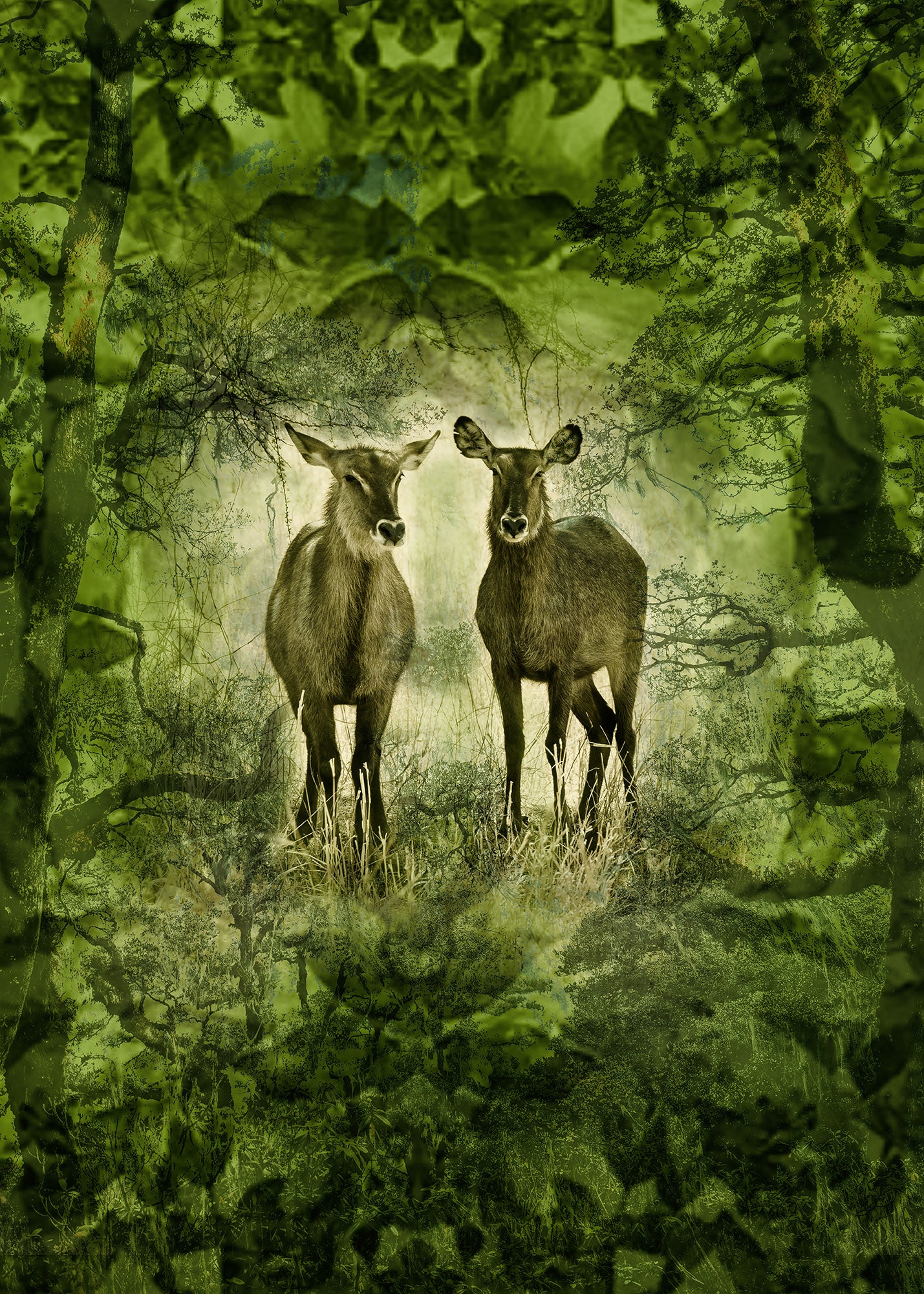 Catarina Kent - Dear dream