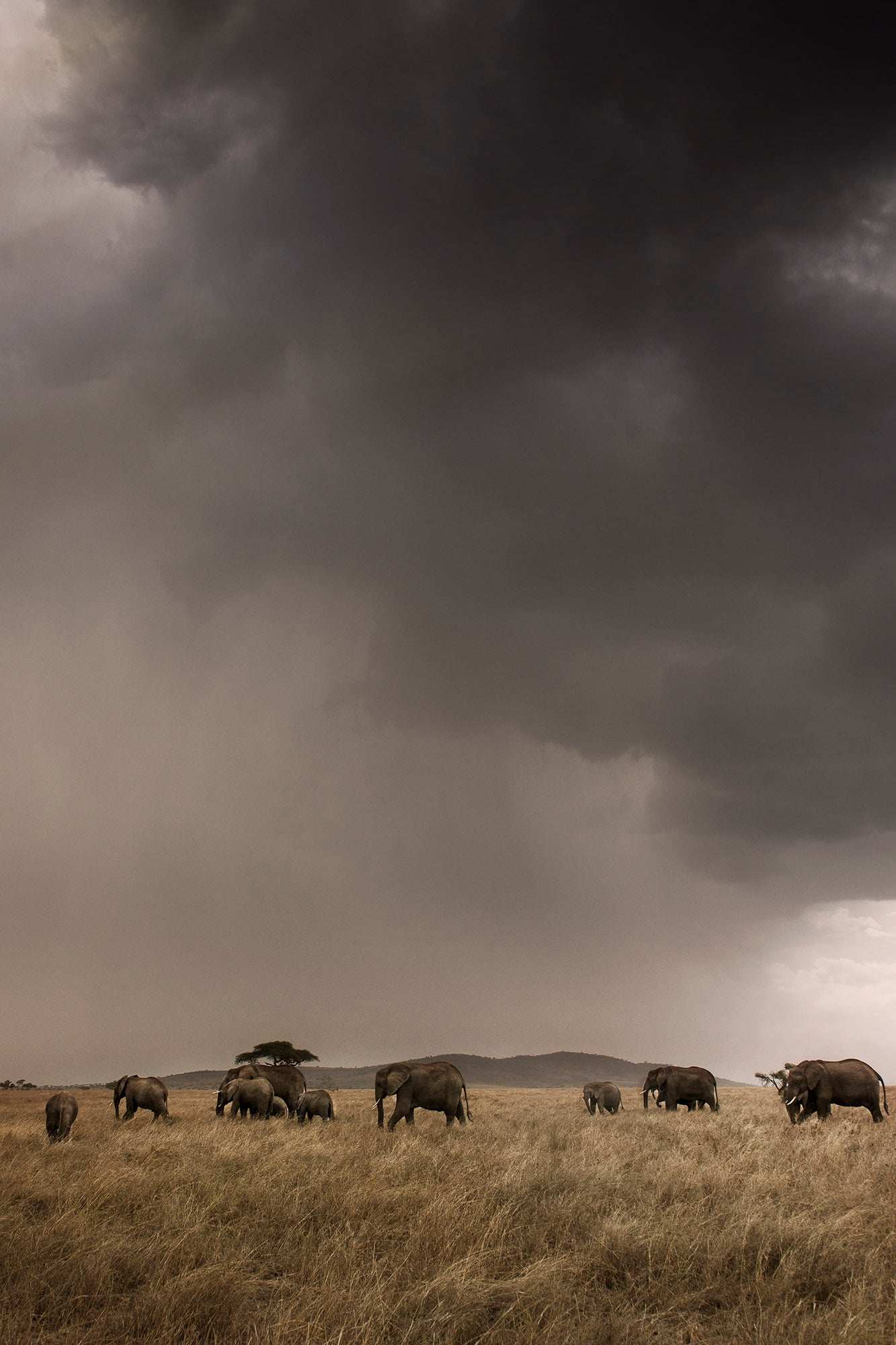 Catarina Kent - Elephants & clouds