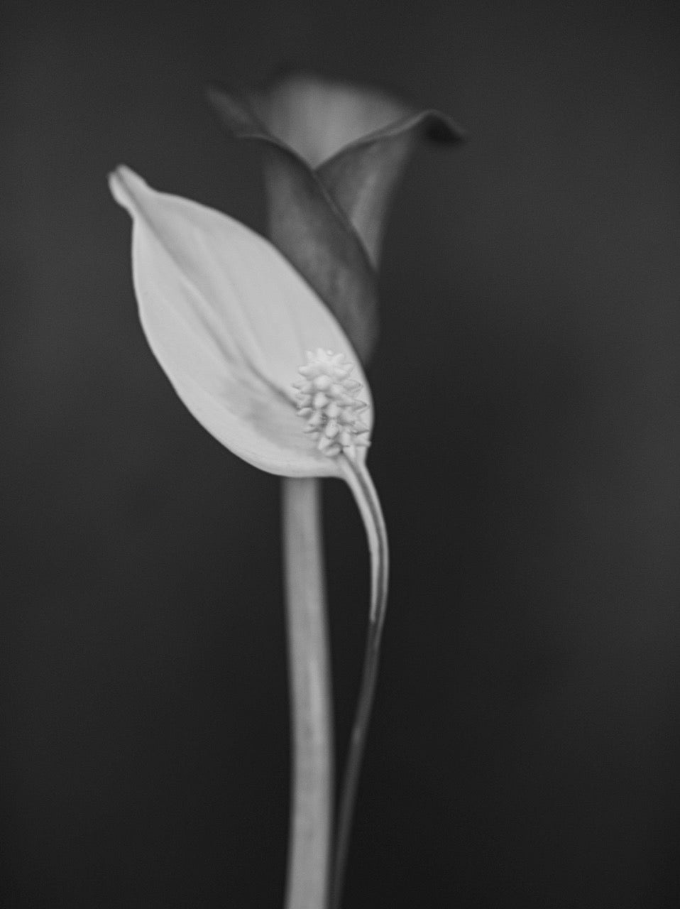 Eva Christina Nielsen - Dancing Lilies