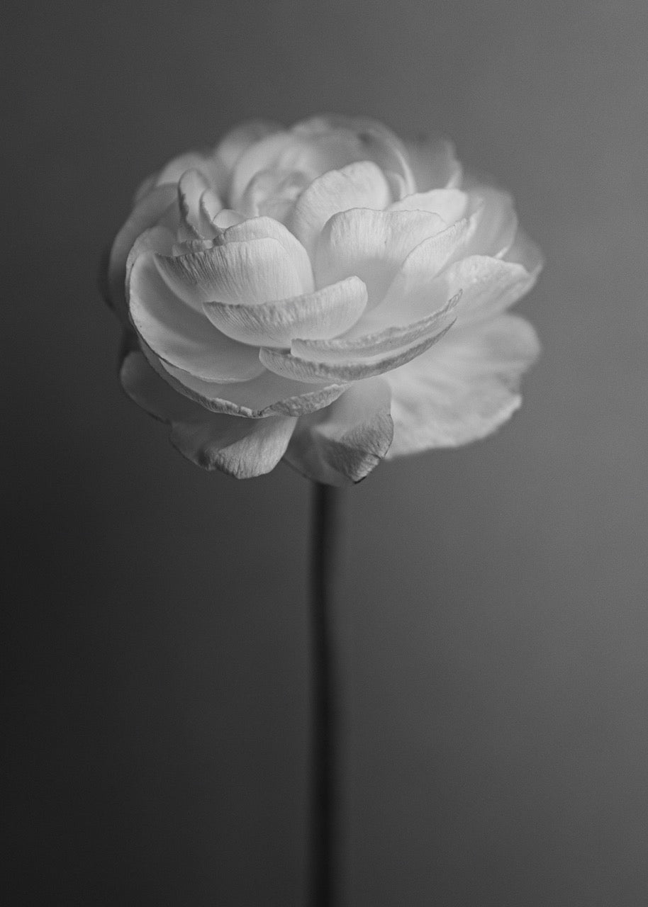 Eva Christina Nielsen - Ranunculus