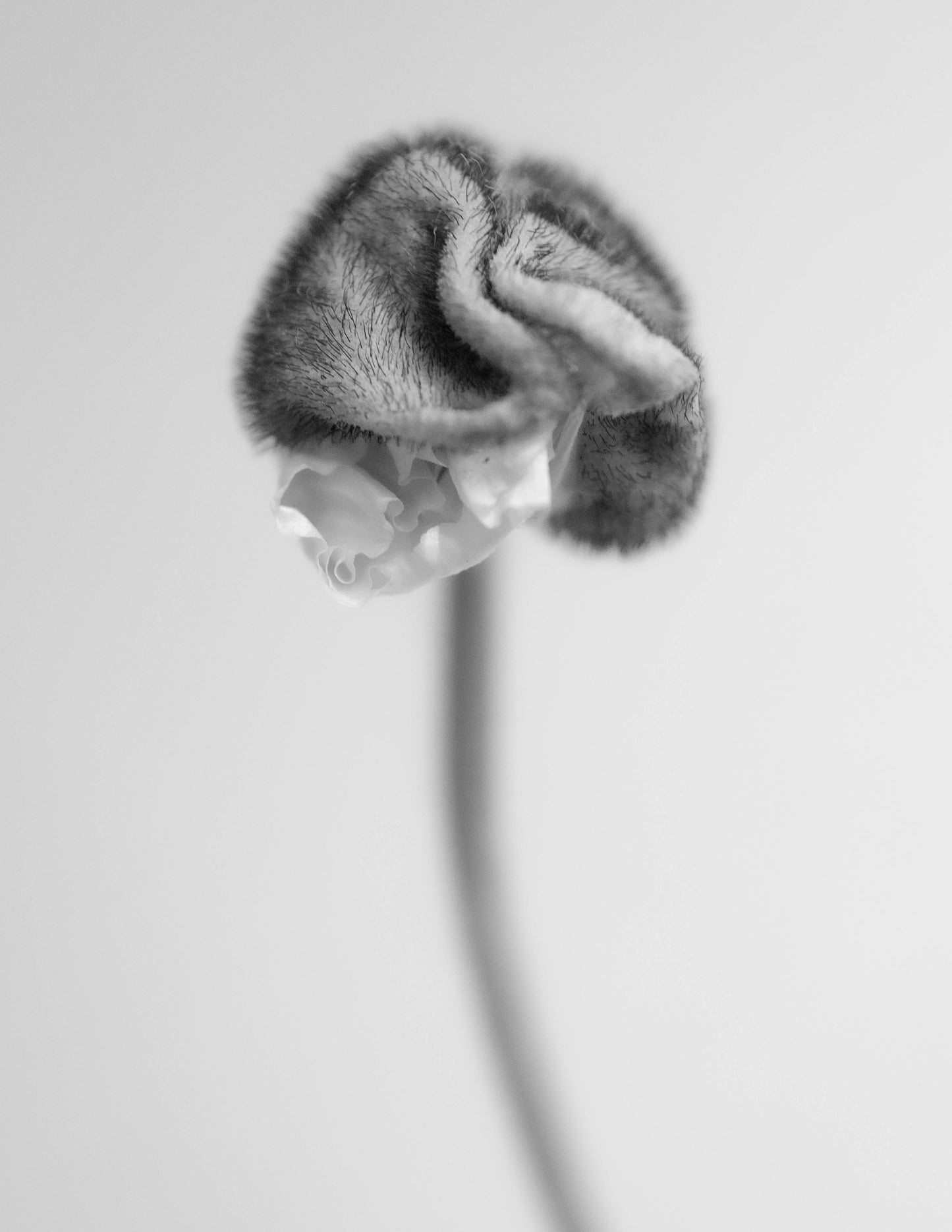 Eva Christina Nielsen - Poppy