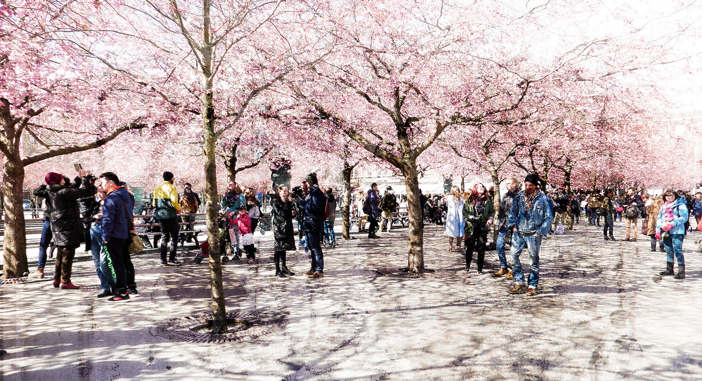 Catarina Kent - Kungsan