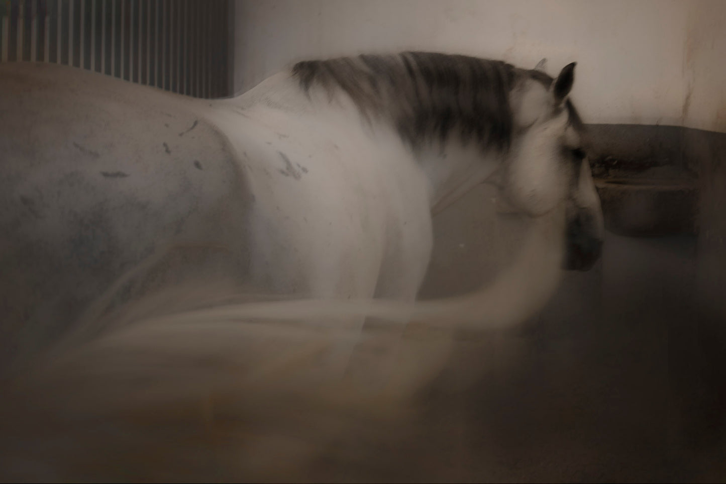 Catarina Kent - Lippizzaner