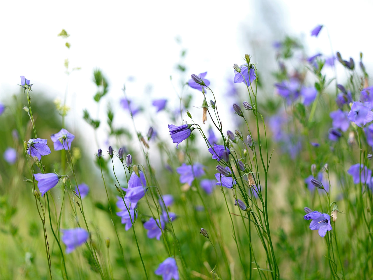 Anders Ludvigson - Midsummer dance III