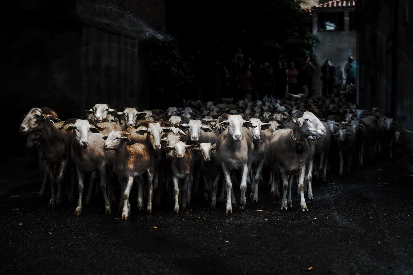 Catarina Kent - Sheepwalk III