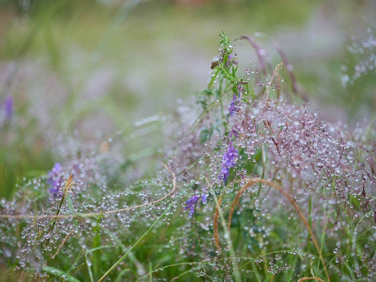 Anders Ludvigson - Summer blue pearls III