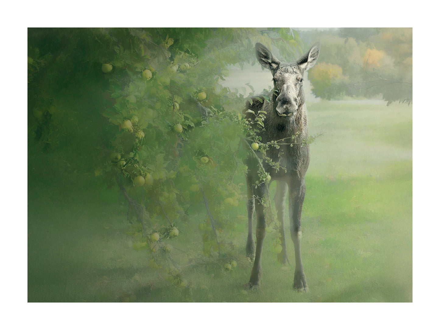 Catarina Kent - Trevlig Älg