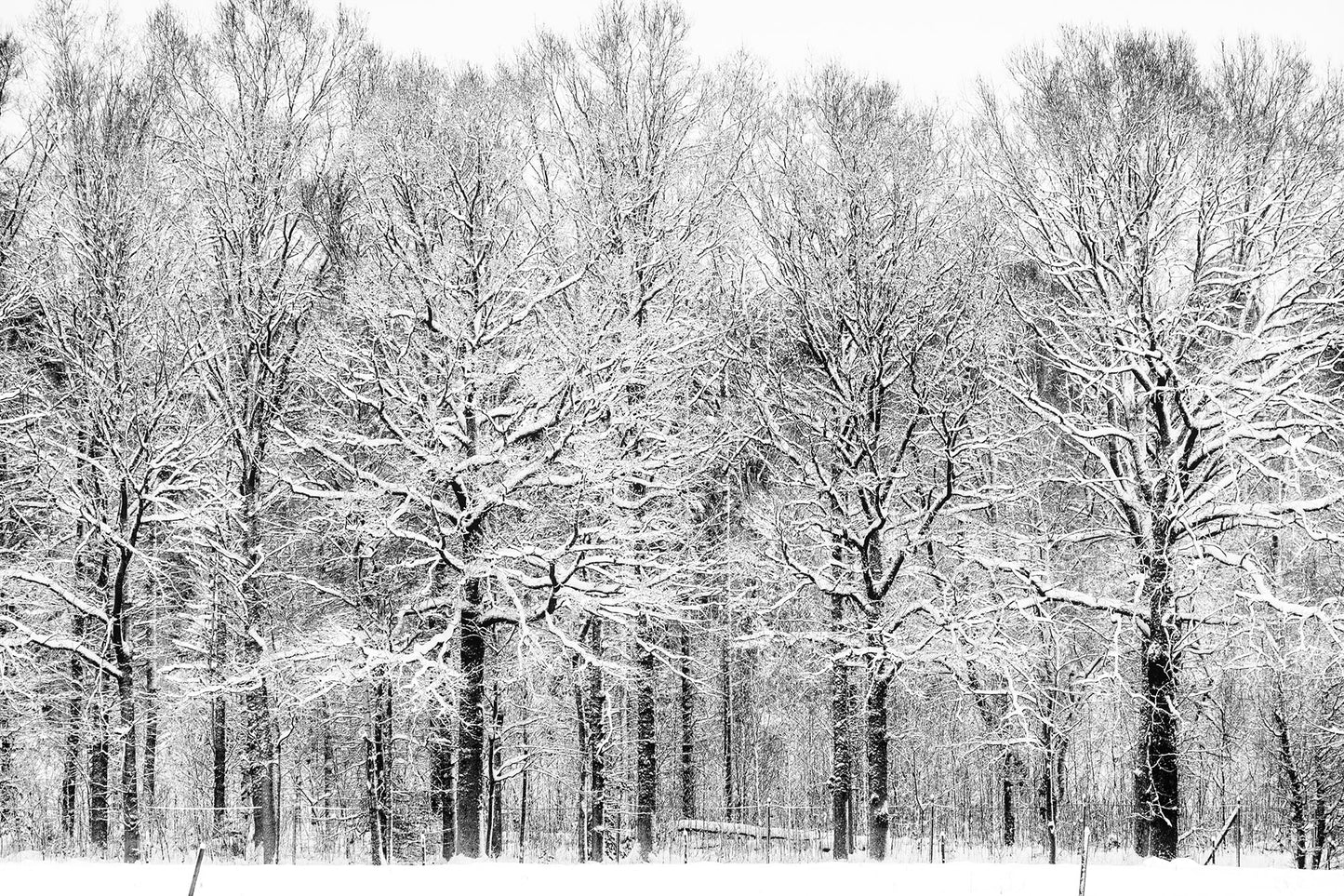 Catarina Kent - Vinterskrud