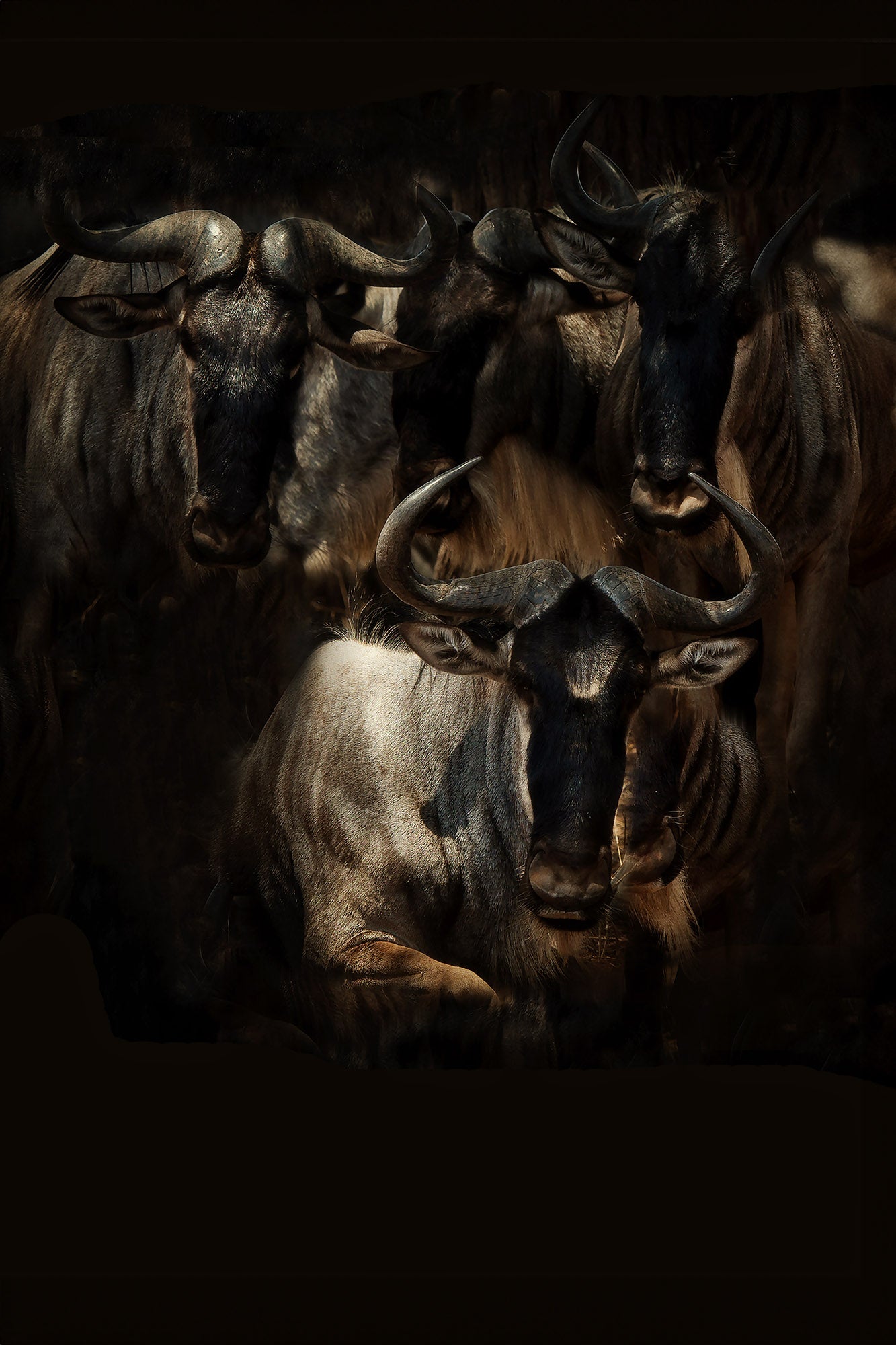 Catarina Kent - Wildebeest IV