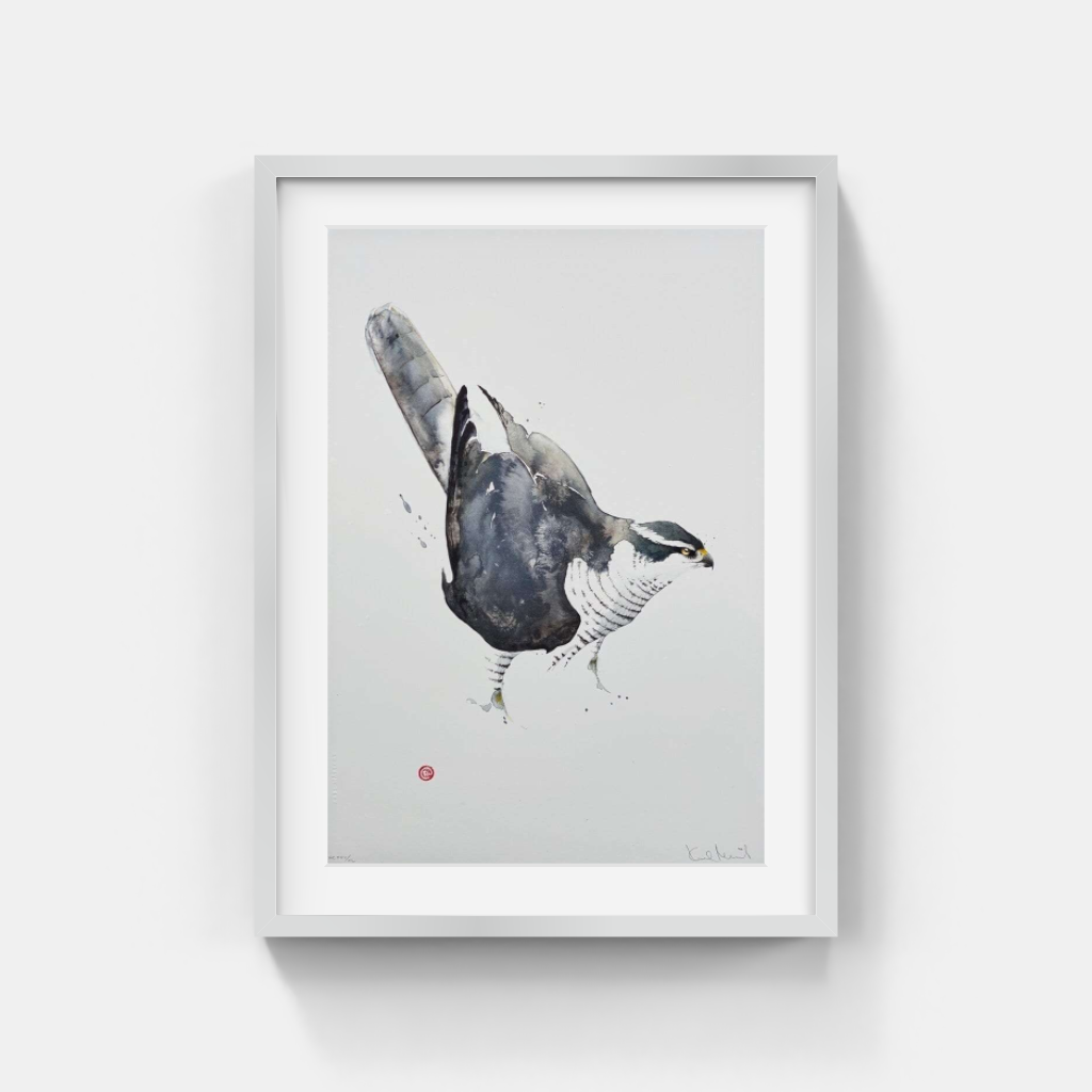 Karl Mårtens - Pigeon hawk