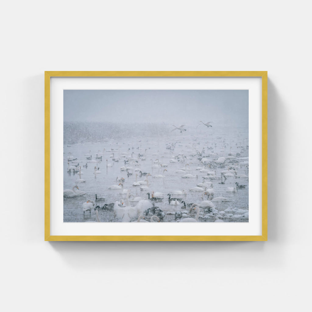 Sanna Emanuelsson - Swans everywhere