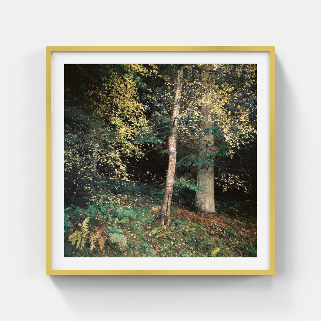 Anna Lilleengen - Gullregn