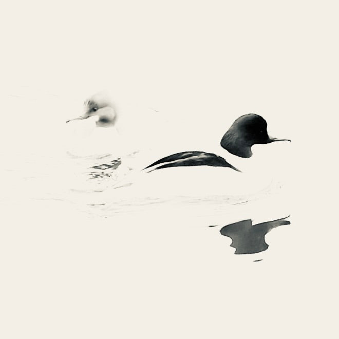 Henry Bronett - Skrakar