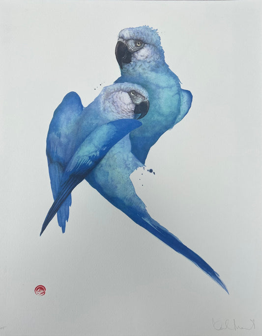 Karl Mårtens - Pigeon hawk