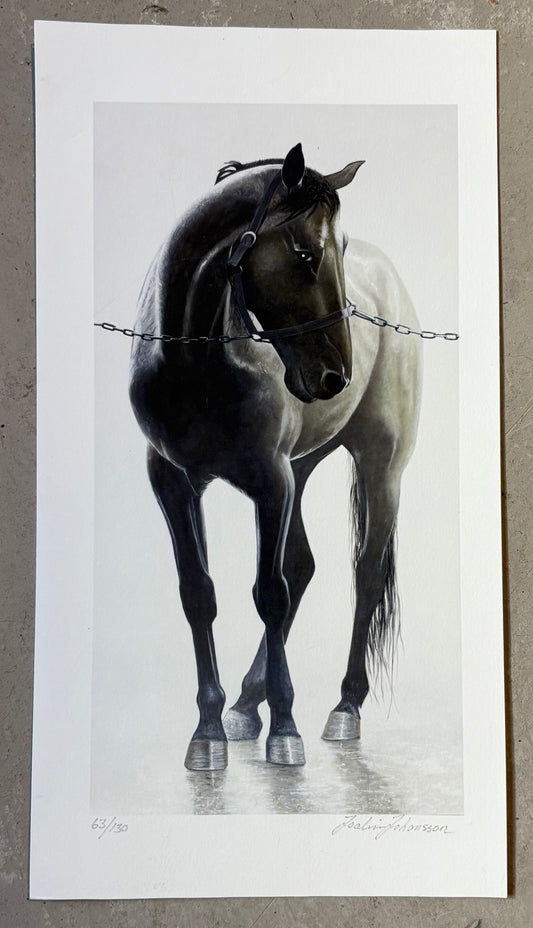 JOAKIM JOHANSSON - HÄST - AUKTION