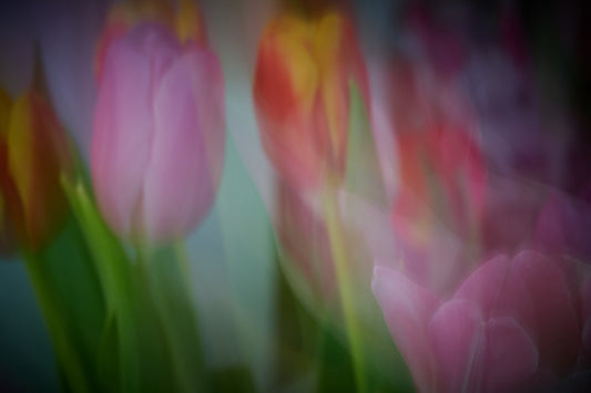 Anders Ludvigson - Joy of life I