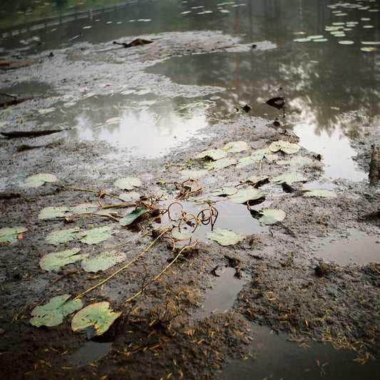 Anna Lilleengen - Metamorphosis Series 1, Flattened Waterlilies