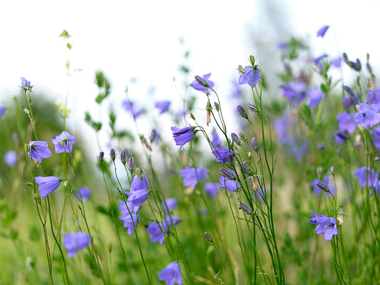 Anders Ludvigson - Midsummer dance III