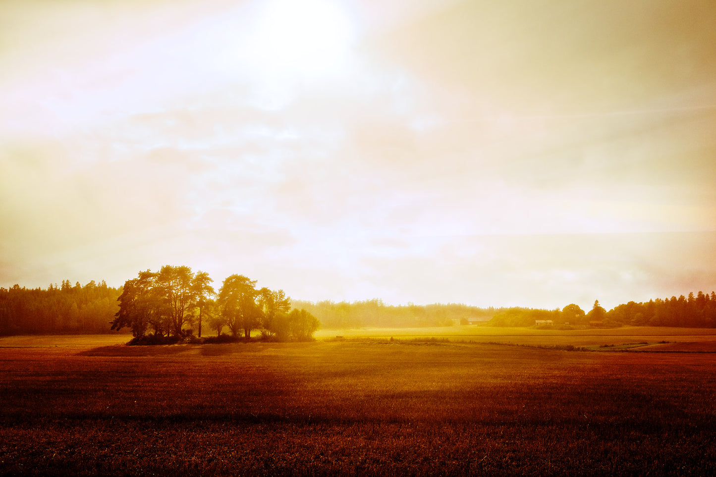 Catarina Kent - Trädklunga