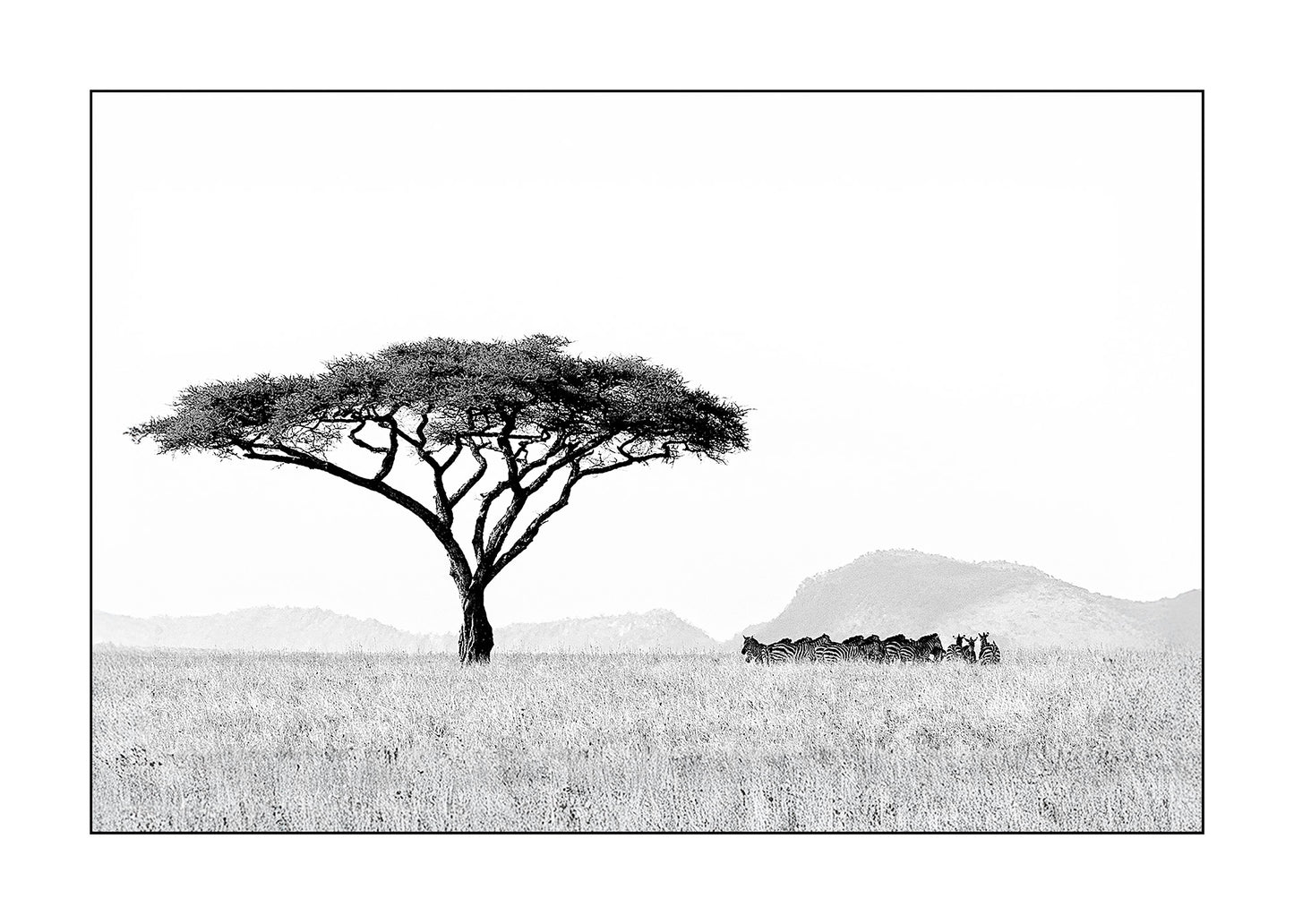 Catarina Kent - Zebramöte