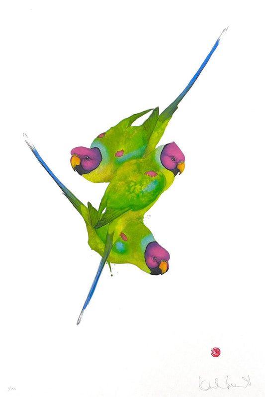 Karl Mårtens - Pigeon hawk