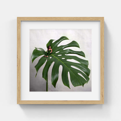 Sonja Hesslow - Monstera