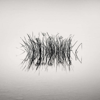 Galleri Mats Bergman Oramad Frang Dushaj - Oneiric Lake Reeds B42xH42