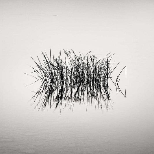 Galleri Mats Bergman Oramad Frang Dushaj - Oneiric Lake Reeds B60XH60