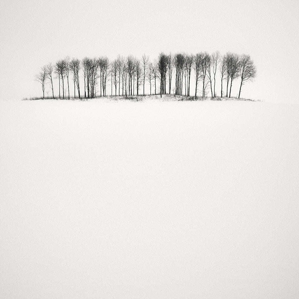 Galleri Mats Bergman Oramad Frang Dushaj - Winter Tales Birches in Snow B110XH110