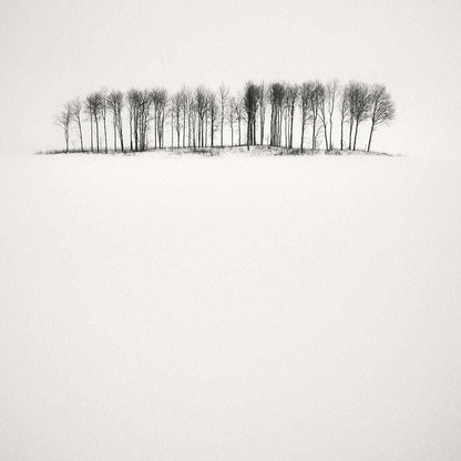 Galleri Mats Bergman Oramad Frang Dushaj - Winter Tales Birches in Snow B110XH110