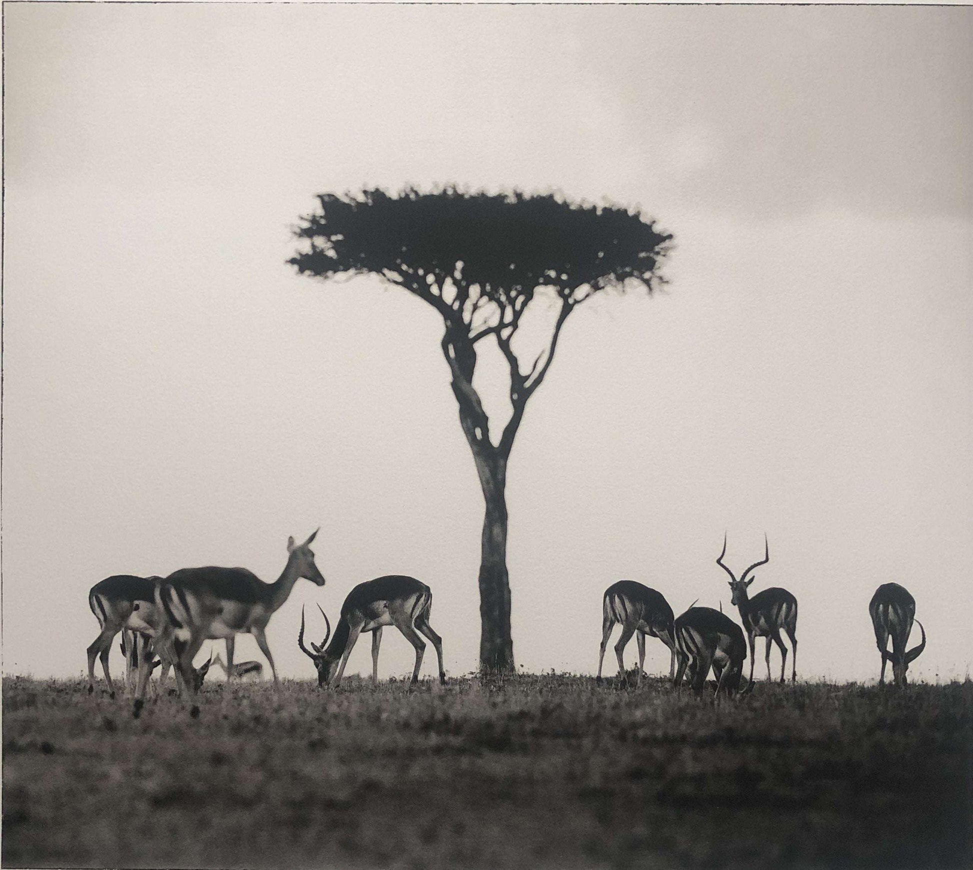 Galleri Mats Bergman Oramad Sem Larsen- Savanna I