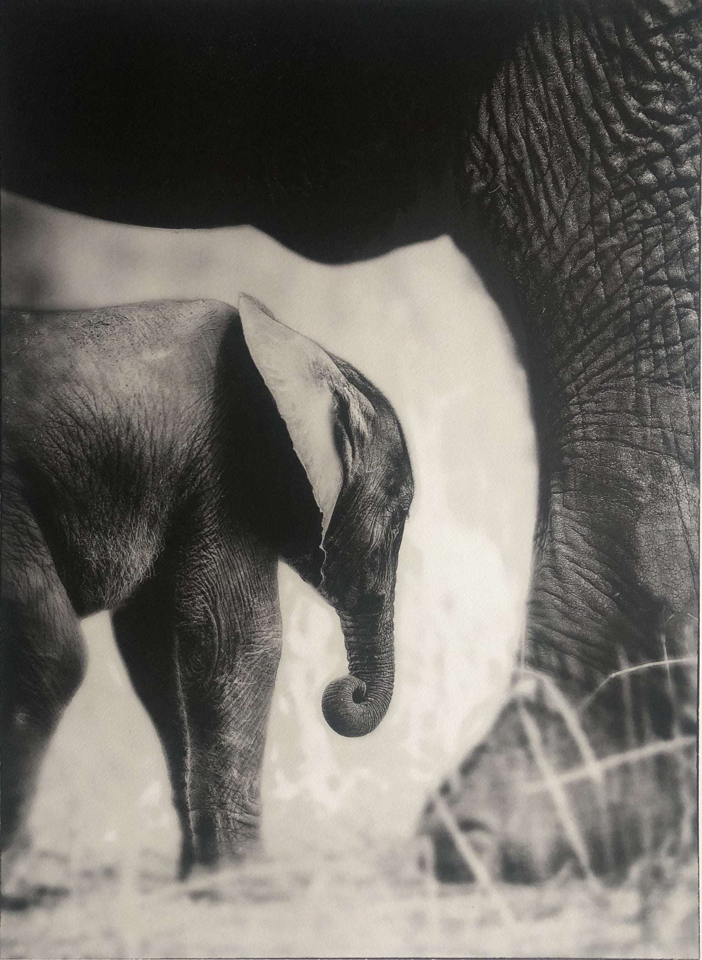 Galleri Mats Bergman Oramad Sem Larsen - Savanna III