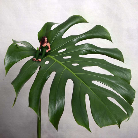 Galleri Mats Bergman Oramad Sonja Hesslow - Monstera