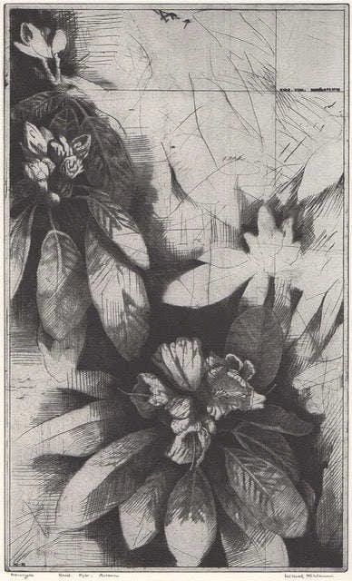 Mikael Kihlman - Rhododendron hybrid
