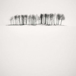 Frang Dushaj - Winter Tales Birches in Snow B110XH110