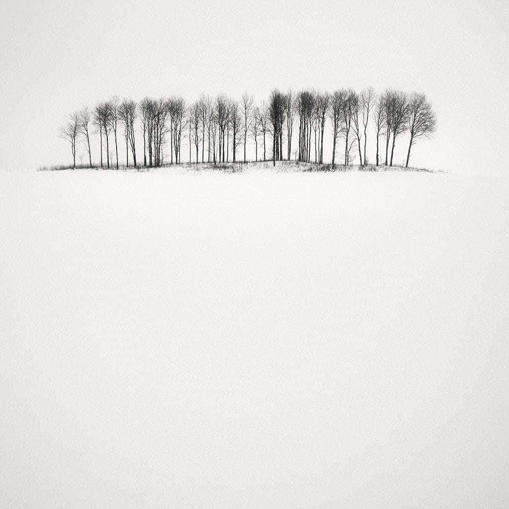 Frang Dushaj - Winter Tales Birches in Snow B33xH33