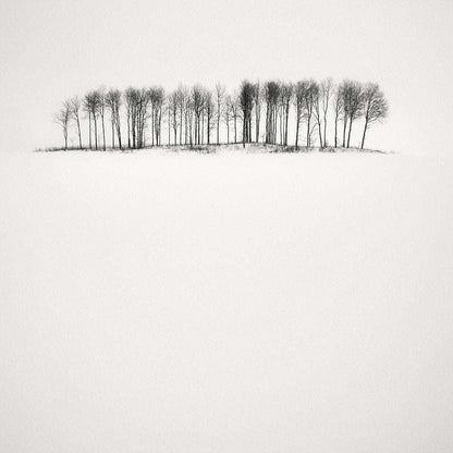 Frang Dushaj - Winter Tales Birches in Snow B60XH60