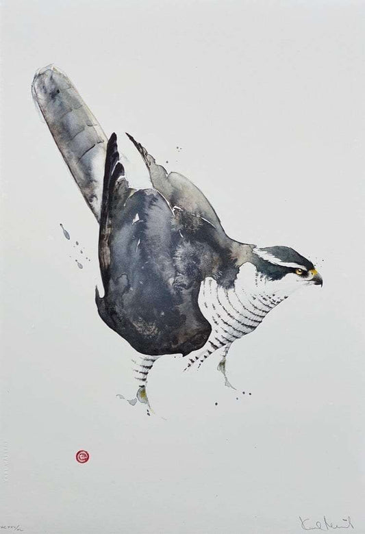 Karl Mårtens - Pigeon hawk