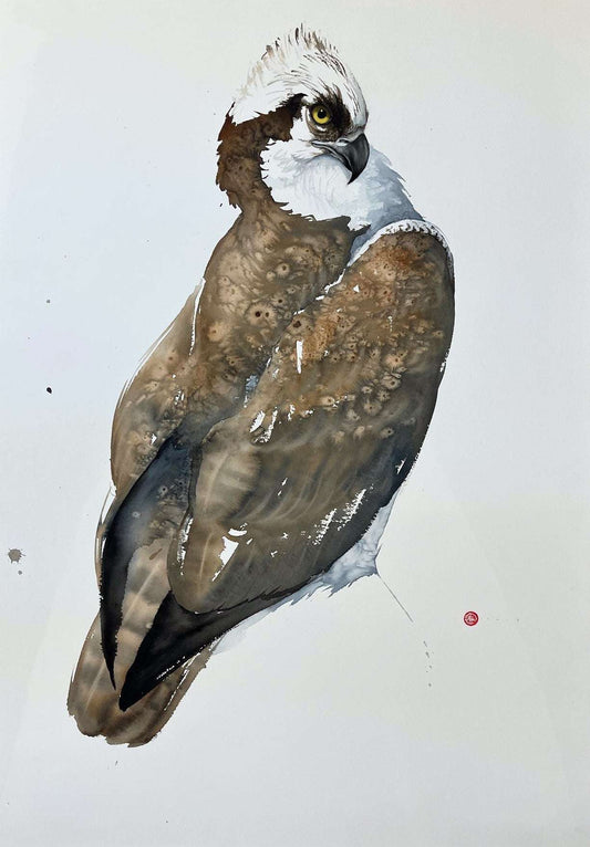 Karl Mårtens - Osprey - Watercolor